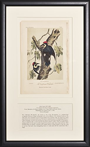 The California Woodpecker