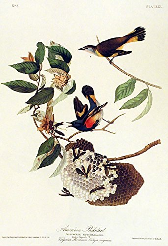 American Redstart. From"The Birds of America" (Amsterdam Edition)