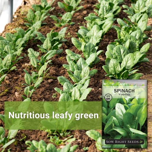 Sow Right Seeds - Viroflay Spinach Seed for Planting - Non-GMO Heirloom Packet with Instructions to Plant a Home Vegetable Garden, Great Gardening Gift (1)