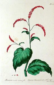 persicaria nientales nicotianae folio [eastern arsesmart with a tobacco leaf]