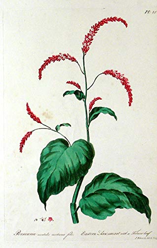 Persicaria Nientales Nicotianae Folio [Eastern Arsesmart with a Tobacco Leaf]