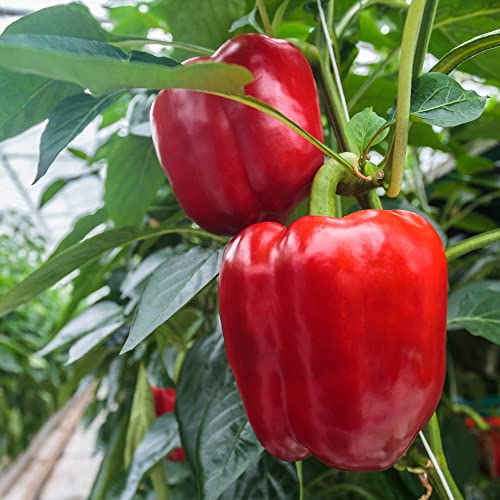 Big A Pepper Fertilizer – 13.5oz Premium Organic Fertilizer for Peppers – Eco-Friendly Organic Plant Food for Garden – Gardening Fertilizer for Crispy and Delicious Peppers of All Types