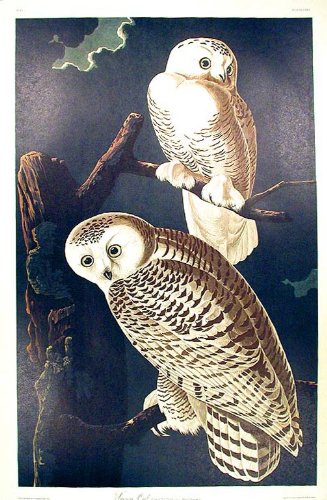 Snowy Owl. From"The Birds of America" (Amsterdam Edition)