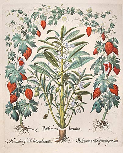 [Garden balsam] Balsamina foemina; [Orange-coloured balsam apple] Balsamina Mas fructu puniceo; [Red balsam apple] Momordica fructu luteo rubescente