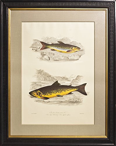 Salmo Fario - Lacustrine Varieties No. 2