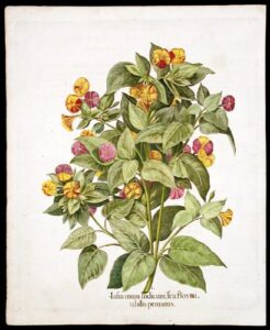 [variegated yellow-four-o’clock] jasminum indicum, seu flos mirabilis peruanus
