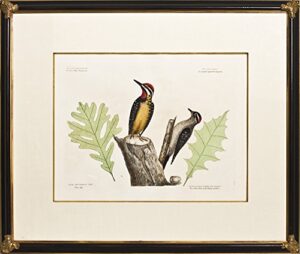 the yellow belly’d woodpecker & the smallest spotted woodpecker