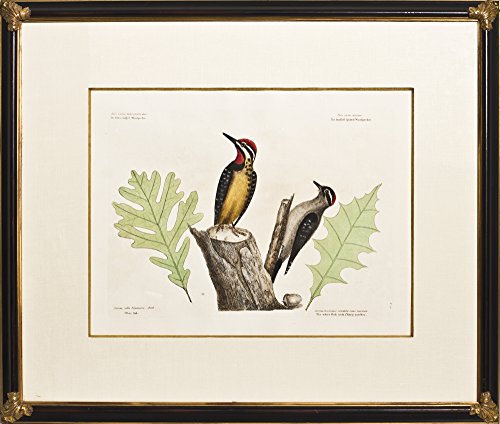 The Yellow Belly'd Woodpecker & The Smallest Spotted Woodpecker