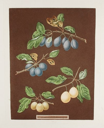 [Plums] Common Damson, White Damson