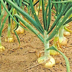 Vidalia Sweet Onion Seeds Organic Non-GMO 110/170 Days Spring/Fall Garden rsc2a1r (200+ Seeds)