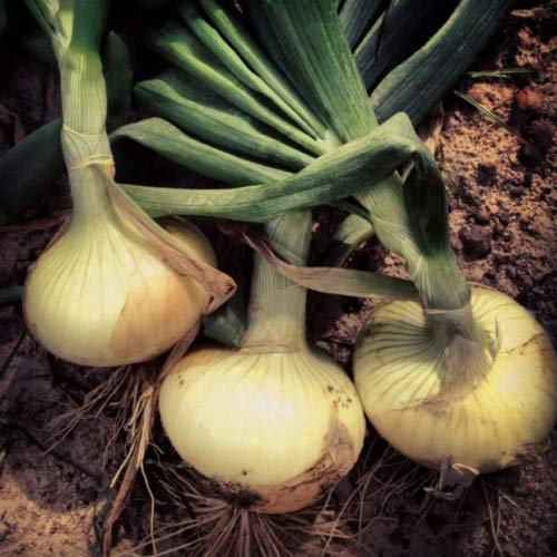 Vidalia Sweet Onion Seeds Organic Non-GMO 110/170 Days Spring/Fall Garden rsc2a1r (200+ Seeds)