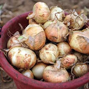 Vidalia Sweet Onion Seeds Organic Non-GMO 110/170 Days Spring/Fall Garden rsc2a1r (200+ Seeds)