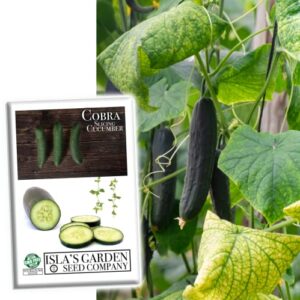 “cobra” cucumber seeds for planting, 25+ seeds per packet, (isla’s garden seeds), non gmo seeds, botanical name: cucumis sativus, great home garden gift