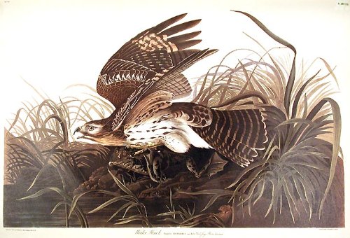 Winter Hawk. From"The Birds of America" (Amsterdam Edition)