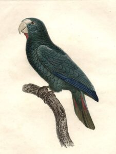 [perroquet α face rouge male (hispaniolan amazon [amazona ventralis])]