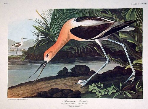 American Avocet. From"The Birds of America" (Amsterdam Edition)