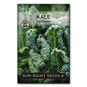 sow right seeds – lacinato kale seed for planting – non-gmo heirloom packet with instructions to plant a home vegetable garden, great gardening gift (1)