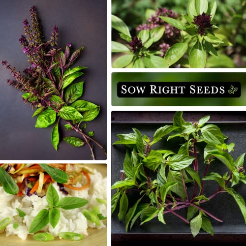 Sow Right Seeds - Sweet Large Leaf Thai Basil Seed for Planting; Non-GMO Heirloom Seeds; Instructions to Plant and Grow a Kitchen Herb Garden, Indoors or Outdoor; Great Gardening Gift