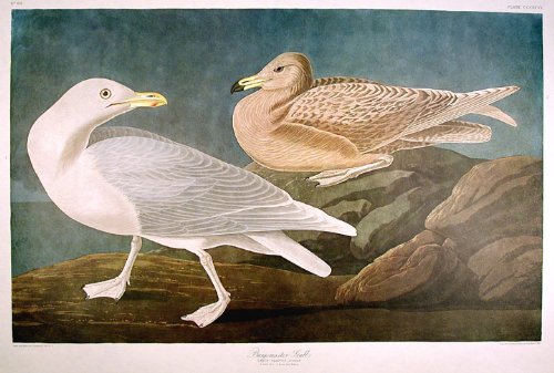 Burgomaster Gull. From"The Birds of America" (Amsterdam Edition)