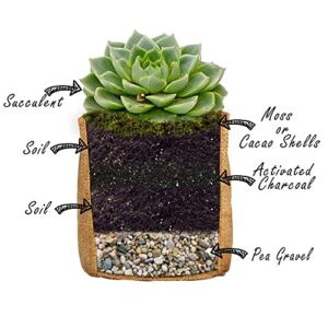 Succulent Cactus Seed DIY Terrarium Germination Starter Kit for Indoor Garden Growing - Mini Terrarium Kit with Seeds, Soil, Rocks, Moss, Pea Gravel, Activated Charcoal, and Burlap Potting Planters