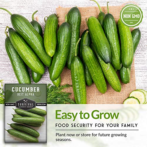 Survival Garden Seeds - Beit Alpha Cucumber Seed for Planting - Pack with Instructions to Plant and Grow Smooth Green Burpless Cucumbers in Your Home Vegetable Garden - Non-GMO Heirloom Variety - 2