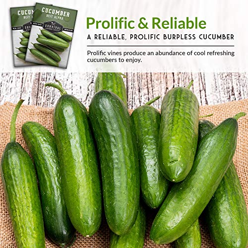 Survival Garden Seeds - Beit Alpha Cucumber Seed for Planting - Pack with Instructions to Plant and Grow Smooth Green Burpless Cucumbers in Your Home Vegetable Garden - Non-GMO Heirloom Variety - 2