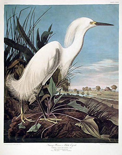 Snowy Heron or White Egret. From"The Birds of America" (Amsterdam Edition)