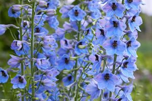 larkspur rocket light blue flower seeds, 250+ seeds per packet, (isla’s garden seeds), non gmo & heirloom seeds, botanical name: consolida ajacis, great home garden gift