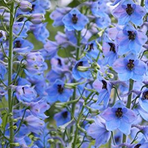 Larkspur Rocket Light Blue Flower Seeds, 250+ Seeds Per Packet, (Isla's Garden Seeds), Non GMO & Heirloom Seeds, Botanical Name: Consolida ajacis, Great Home Garden Gift