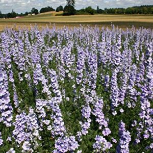 Larkspur Rocket Light Blue Flower Seeds, 250+ Seeds Per Packet, (Isla's Garden Seeds), Non GMO & Heirloom Seeds, Botanical Name: Consolida ajacis, Great Home Garden Gift