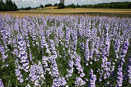 Larkspur Rocket Light Blue Flower Seeds, 250+ Seeds Per Packet, (Isla's Garden Seeds), Non GMO & Heirloom Seeds, Botanical Name: Consolida ajacis, Great Home Garden Gift