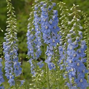 Larkspur Rocket Light Blue Flower Seeds, 250+ Seeds Per Packet, (Isla's Garden Seeds), Non GMO & Heirloom Seeds, Botanical Name: Consolida ajacis, Great Home Garden Gift