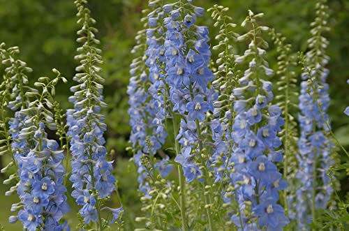 Larkspur Rocket Light Blue Flower Seeds, 250+ Seeds Per Packet, (Isla's Garden Seeds), Non GMO & Heirloom Seeds, Botanical Name: Consolida ajacis, Great Home Garden Gift