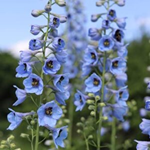 Larkspur Rocket Light Blue Flower Seeds, 250+ Seeds Per Packet, (Isla's Garden Seeds), Non GMO & Heirloom Seeds, Botanical Name: Consolida ajacis, Great Home Garden Gift