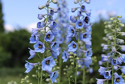 Larkspur Rocket Light Blue Flower Seeds, 250+ Seeds Per Packet, (Isla's Garden Seeds), Non GMO & Heirloom Seeds, Botanical Name: Consolida ajacis, Great Home Garden Gift