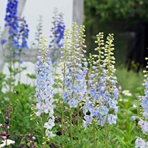 Larkspur Rocket Light Blue Flower Seeds, 250+ Seeds Per Packet, (Isla's Garden Seeds), Non GMO & Heirloom Seeds, Botanical Name: Consolida ajacis, Great Home Garden Gift