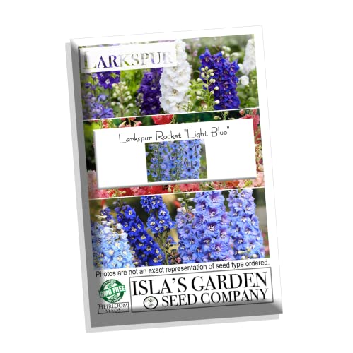 Larkspur Rocket Light Blue Flower Seeds, 250+ Seeds Per Packet, (Isla's Garden Seeds), Non GMO & Heirloom Seeds, Botanical Name: Consolida ajacis, Great Home Garden Gift