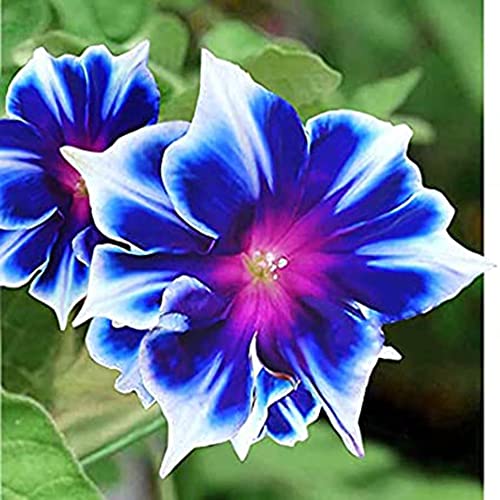 CHUXAY GARDEN Blue White Morning Glory 100 Seeds Showy Accent Plant Native Wildflower