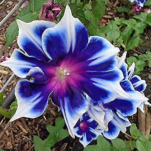 CHUXAY GARDEN Blue White Morning Glory 100 Seeds Showy Accent Plant Native Wildflower