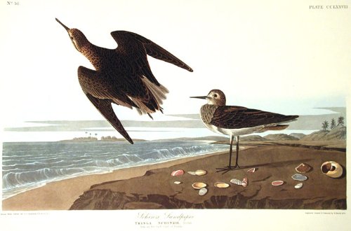 SchinzÆs Sandpiper. From"The Birds of America" (Amsterdam Edition)