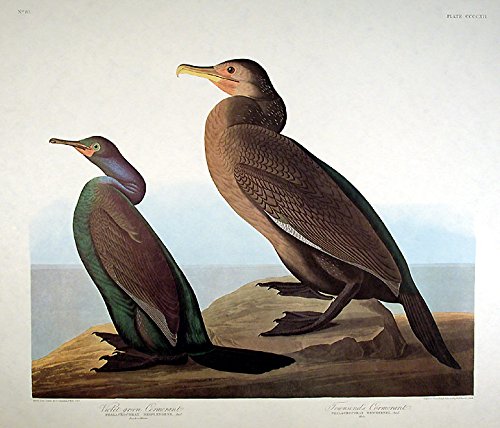 Violet Green Cormorant, Townsend's Cormorant. From"The Birds of America" (Amsterdam Edition)