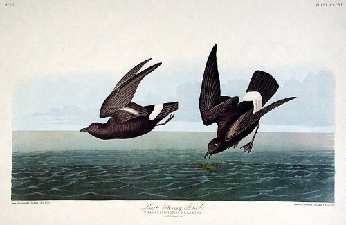 Least Stormy Petrel. From"The Birds of America" (Amsterdam Edition)