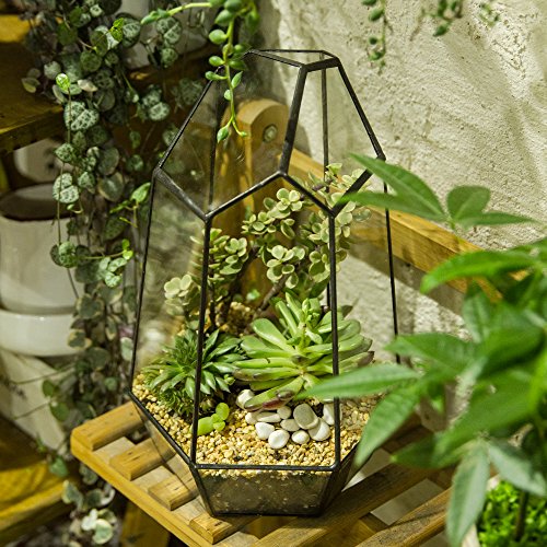 NCYP Geometric Glass Terrarium Planter for Air Plants Succulents (6.5x5.7x9.8Inches) Indoor Irregular Opened Glass Flower Pot, Home Garden Office Tabletop Decoration Container (No Plants, No Door)