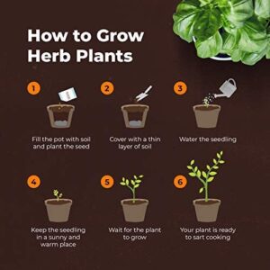 Grow Buddha herb Seeds Variety Pack, Your Own Gardening Kit – Easily Grow Your own herb Garden with Our Complete Beginner Friendly herb Seeds Starter Kit – Unique Gift Idea (8 Herbs Kit)