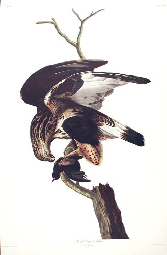 Rough-legged Falcon. From"The Birds of America" (Amsterdam Edition)