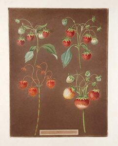 [strawberries] early scarlet strawberry; late scarlet; golden drop; pine