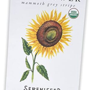 Sereniseed Certified Organic Mammoth Grey Stripe Sunflower Seeds (50 Seeds) – 100% Non GMO, Open Pollinated – Guide for Indoor & Outdoor Garden Planting