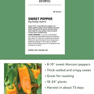 Burpee Big Daddy Sweet Pepper Seeds 40 seeds