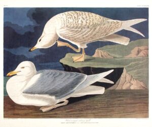white-winged silvery gull. from”the birds of america” (amsterdam edition)