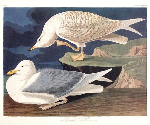 White-winged Silvery Gull. From"The Birds of America" (Amsterdam Edition)